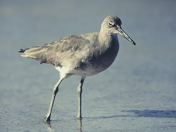 Preeriaviklo, Willet, Catoptrophorus semipalmatus